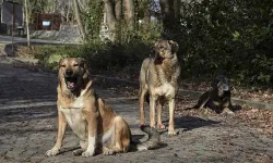 Başıboş köpekler Sakarya'da dehşet saçtı!