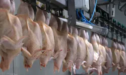 Tavuk eti ihracatında sınırlama kararı: Fahiş artışa çare olacak mı?