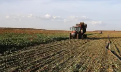 Tarım Orman Bakanlığı açıkladı: Yerli şeker pancarı tohumu tescil edildi