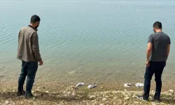 Atatürk Barajı'nda gizemli olay..| Ölmüş martılar kıyıya vurdu!