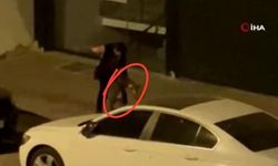Pitbull dehşeti: Zeytinburnu'nda ağızlıksız gezdirilen köpek kediyi parçaladı!