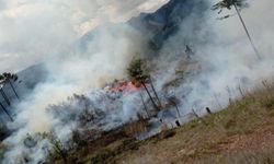 Adana'da ormanlık alan yandı: Hızlı müdahale yangını söndürdü!