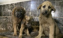 Mutlu son: zifte batan 10 yavru köpek kurtarıldı