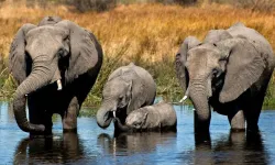 Almanya, Botsvana'nın fil tehdidine karşı AB'den destek isteyecek