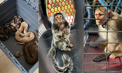 İstanbul'da dev kaçakçılık operasyonu: Timsah, maymun, yılan... 565 egzotik hayvan ele geçirildi!