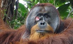 İlk kez gözlemlendi! Orangutan şifalı bitkilerle kendini iyileştirdi