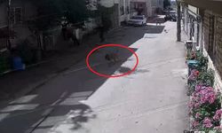 Bursa'da 3 sokak köpeği 3 çocuğa saldırdı