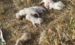 Manisa'da vahşet! 6 yavru köpek çuvalın içinde çöp konteynerine atıldı