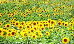 Çukurova'da Ayçiçeği tarlaları sarıya büründü: Fotoğraf tutkunlarının gözdesi oldu
