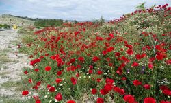 Baharın habercisi: Hisarcık'ta gelincik çiçekleri açtı!