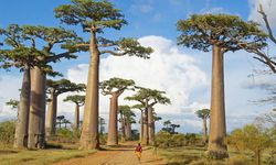 Hayat ağacı olarak bilinen ''Baobab'' ağacının sırrı çözüldü!
