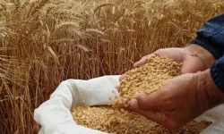Sofralarımızda bize ne yediriyorlar? Hibrit buğday mı? Genetiği değiştirilmiş buğday mı?