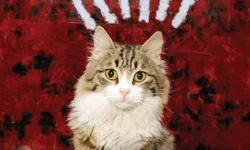 CHP'nin kedisi "Şero'dan" güzel haber!