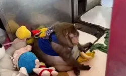 Dünyanın en şişman maymunu, kilo verme kampında açlıktan kendini yiyerek öldü