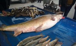 Fırat Nehri'nden dev turna balığı çıktı! Balığın kilosu 250 TL