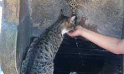 Kahramanmaraş'ta yürekleri ısıtan görüntü: Kediye elleriyle su içirdi!