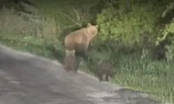 Kastamonu'nda yol kenarında görüntülenen ayılar sosyal medyada gündem oldu