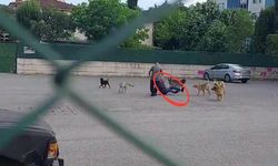 Kocaeli'nde korku dolu anlar: Bir vatandaşa 10 köpek saldırdı!