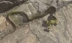Antalya'da kahraman terlik! Yılan kurbağadan kurtarıldı