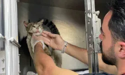 Bir sokak kedisi, kendi kendine veterinere gitti!  Hekim, kedinin kulağında tümör olduğunu fark etti