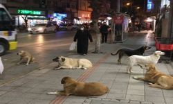 Urla'da köpek katliamı: 6 köpek zehirlenerek öldürüldü!
