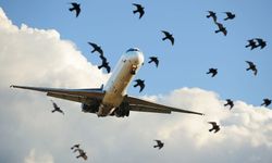Korku dolu anlar: Uçağın kanadına kuş çarpması sonucu seferler ertelendi