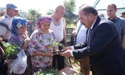 Milas'ta tarımda ata tohumu hamlesi: 60 Bin fidenin üreticilere ulaşması hedefleniyor