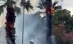 Kültürpark'ta yangın paniği! Palmiyeler alevlere teslim oldu!
