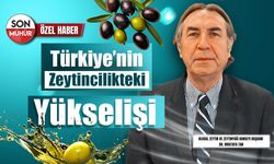 Türkiye sofralık zeytin ve zeytinyağında dünyanın zirvesine oynuyor!