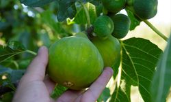 Manisa'da yediveren inciri hasadı başladı