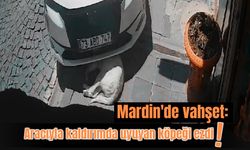 Mardin'de vahşet: Aracıyla kaldırımda uyuyan köpeği ezdi!
