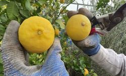 Kendi limonunuzu yetiştirmeniz mümkün. Balkonda limon yetiştirmenin işte en kolay yolu