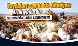 Sağlığa faydaları saymakla bitmiyor; Artık yoğurdu sarımsaklamadan saklamayın!