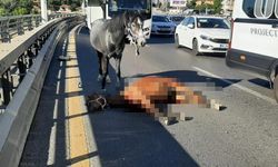 Ankara'da yola çıkan başıboş ata otomobil çarptı