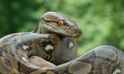 9 metre uzunluğundaki piton yılanı, bir kadını yuttu!
