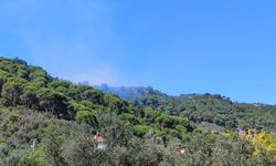 Yalova'da zeytinlikte yangın çıktı!