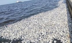 İzmir'de bitmeyen balık ölümleri korkutuyor! Suçlu su sıcaklığı ve düşük oksijen değeri mi?