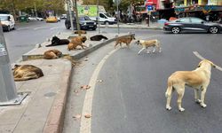 Sokak köpeklerinin saldırmasıyla hayatını kaybetmişti: Belediye köpekleri topluyor!