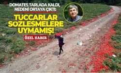 Domates tarlada kaldı, nedeni ortaya çıktı: Tüccarlar sözleşmelere uymamış!