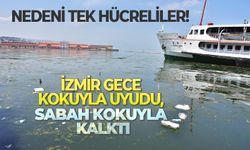 İzmir gece kokuyla uyudu, sabah kokuyla kalktı: Nedeni tek hücreliler!