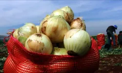 Çuvalla alan kara kara düşünüyordu: Soğanı aylarca taze tutan yöntem ortaya çıktı