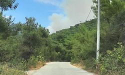Yalova'da orman yangını: Rüzgarın etkisiyle yayılıyor!