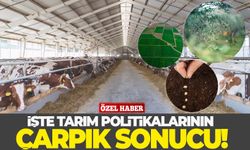 İşte tarım politikalarının çarpık sonucu!