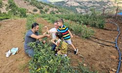 Sındırgı meyvesi Aronya ilk hasadını verdi