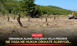 Ormanlık alana yüzlerce villa projesi! Ne yasa ne hukuk dikkate alınıyor...