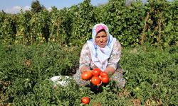 Yamanlar domates şenliğine ev sahipliği yapacak