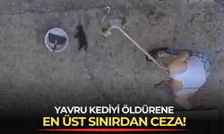 Yavru kediyi öldürene en üst sınırdan ceza!