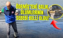 Ödemiş'teki balık ölümlerinin sebebi belli oldu!