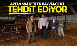 Artan maliyetler hayvancılığı tehdit ediyor