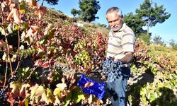 İzBB'den üzüm üreticisine destek!